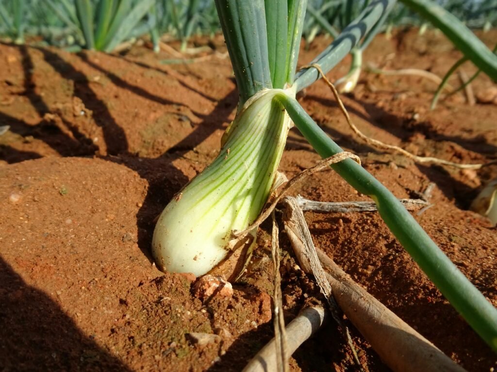 a close up of a green onion plant in the dirt