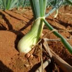 a close up of a green onion plant in the dirt